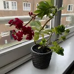 Beautiful Quiet In The Center Of Apartment