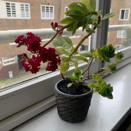 Beautiful Quiet In The Center Of 公寓