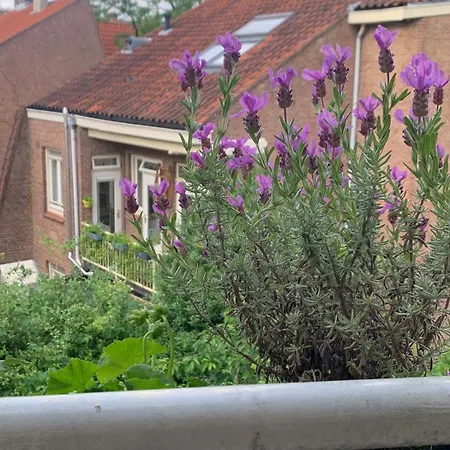 Beautiful Quiet In The Center Of Appartement
